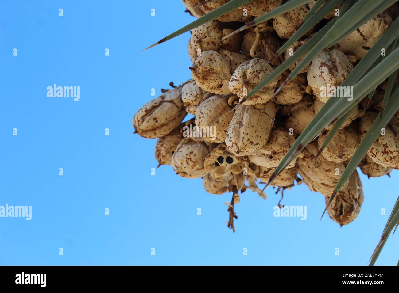 Until soread by small animals or wind, seeds of the Joshua Tree, Yucca Brevifolia, are stored in fruits, here, in the Southern Mojave Desert. Stock Photo