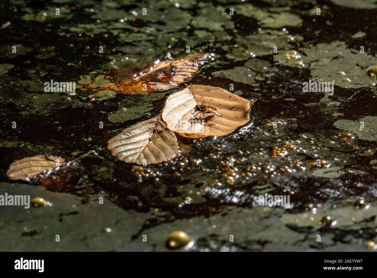 A fly floating on a brown leaf on a swamp with golden gas bubbles in bright sunshine Stock Photo
