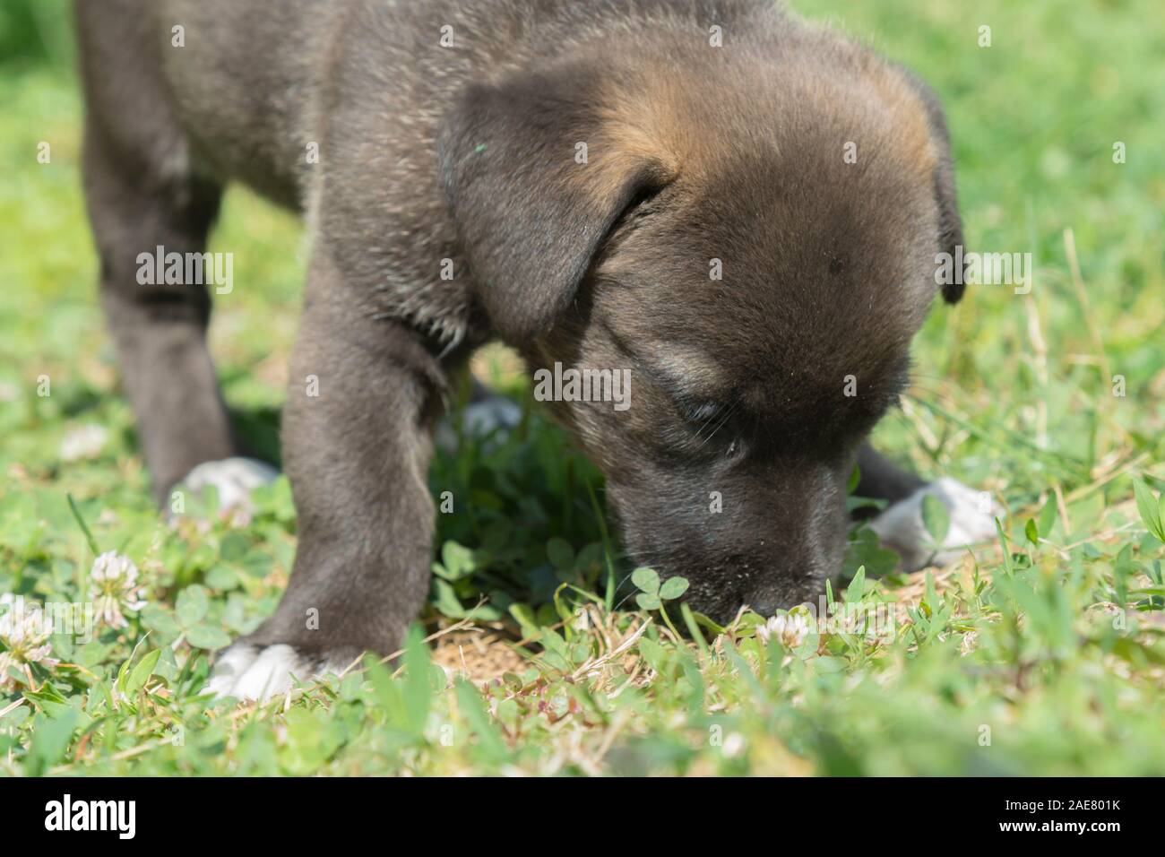Little black puppy plays in the grass. Closeup Stock Photo Alamy