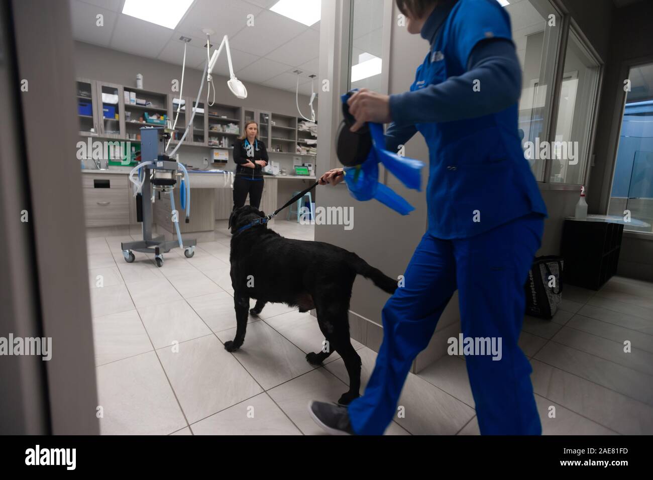A veterinary technician brings a canine out for an assessment by the veterinarian prior to surgery. Stock Photo