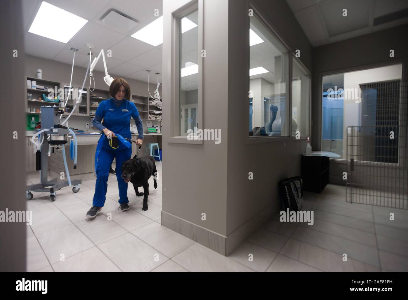 A veterinary technician returns a canine after the vet has completed her assessment. Stock Photo