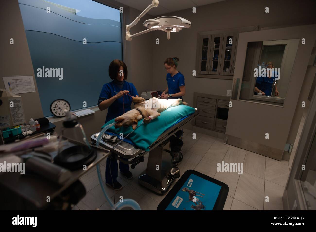 Veterinary technicians prepare a canine for surgery inside an operating room at a veterinary clinic. Stock Photo