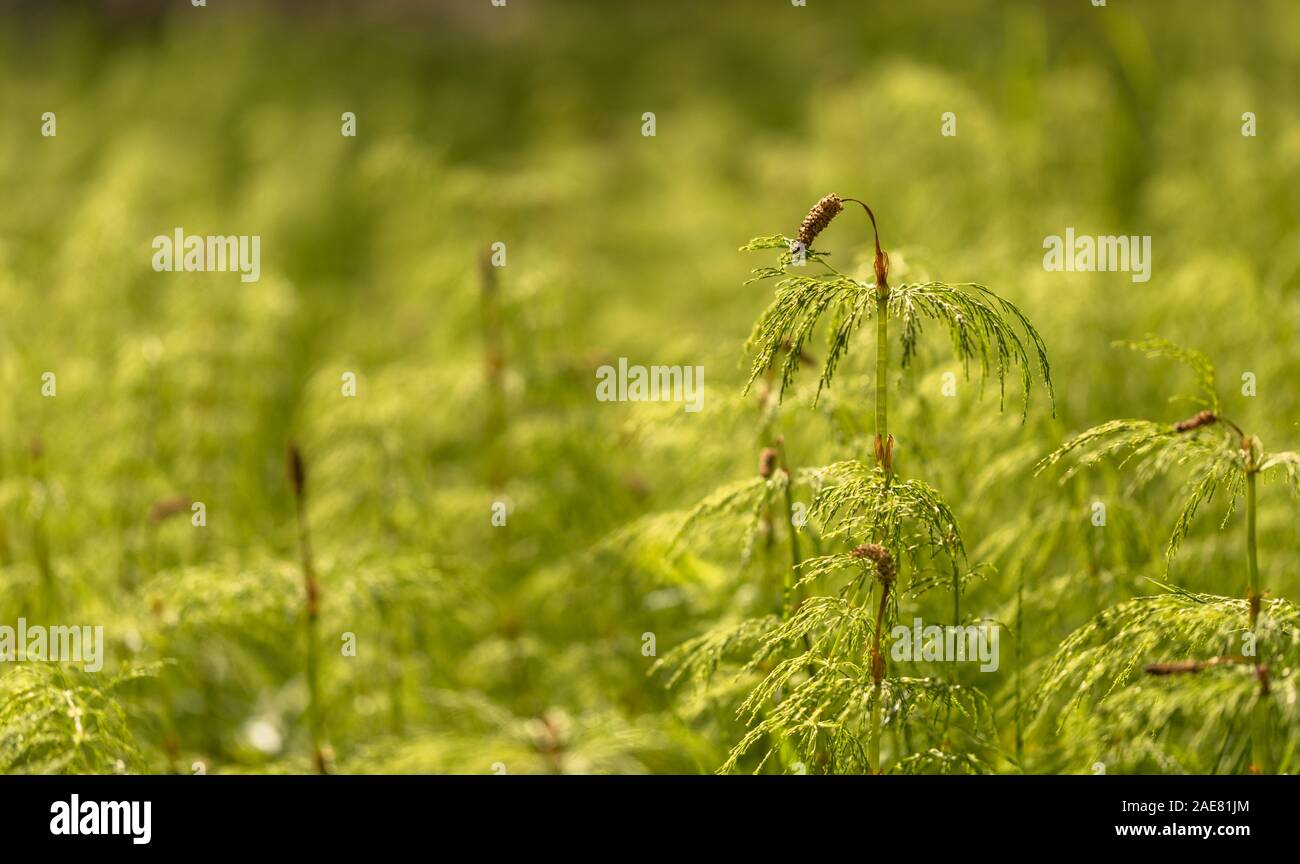 Wood Horsetail - Equisetum sylvaticum - Green Nature Backgrounds Stock Photo