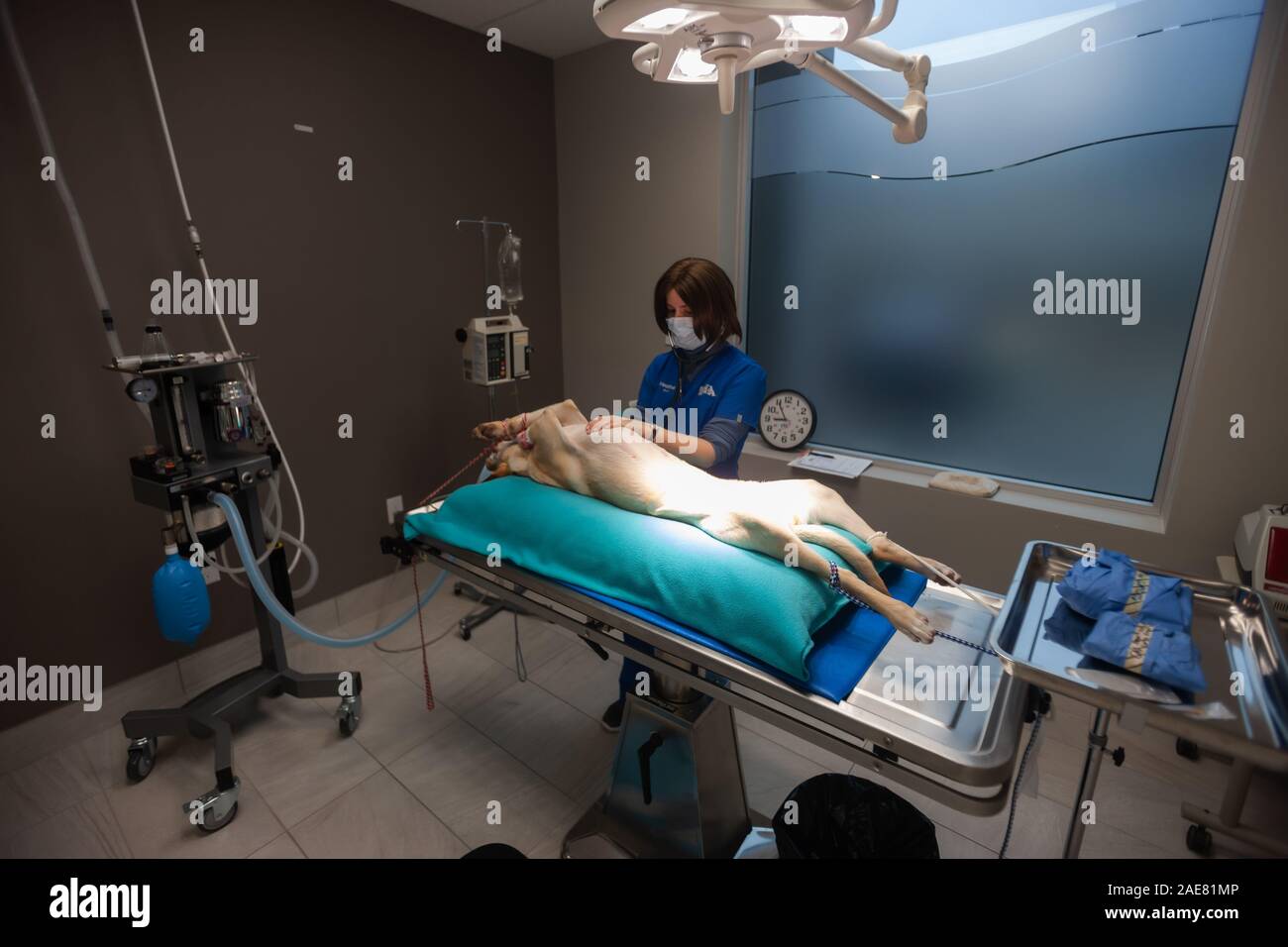 Veterinary technicians prepare a canine for surgery inside an operating room at a veterinary clinic. Stock Photo