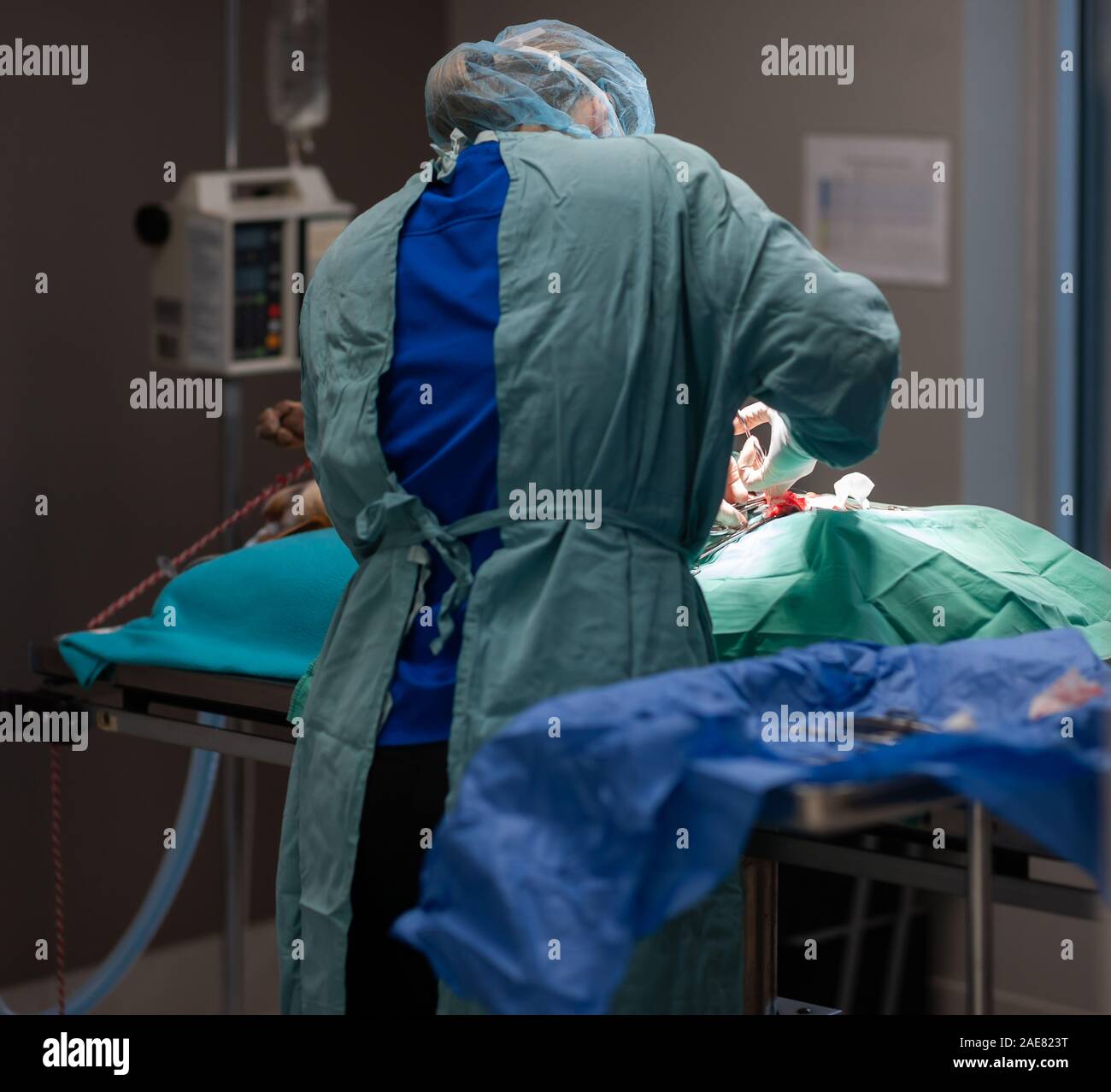 A veterinary surgeon performs an operation on a canine inside a the operating room at a veterinary clinic. Stock Photo
