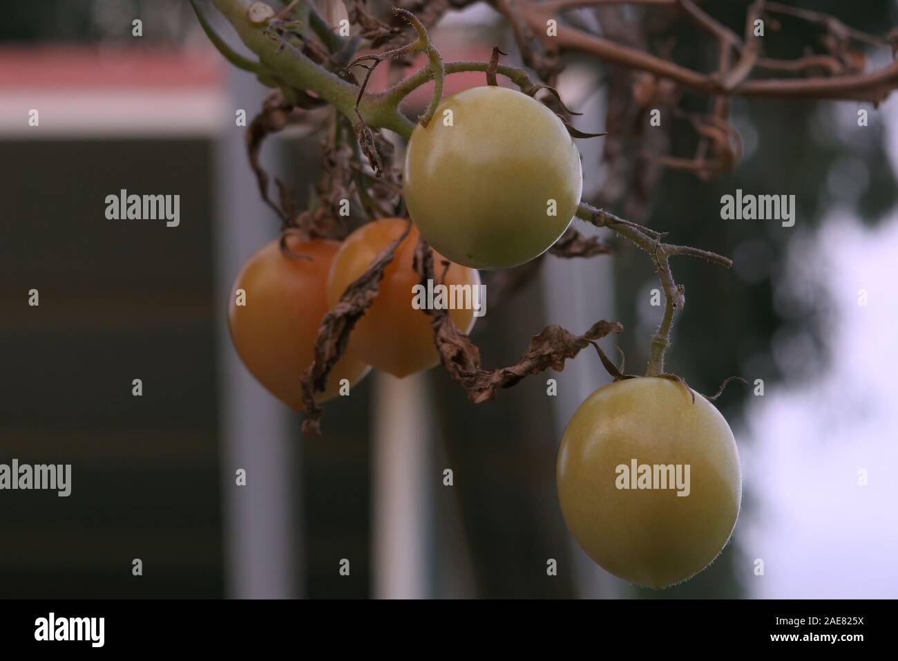 four unripe cherry tomatoes hanging on vine Stock Photo