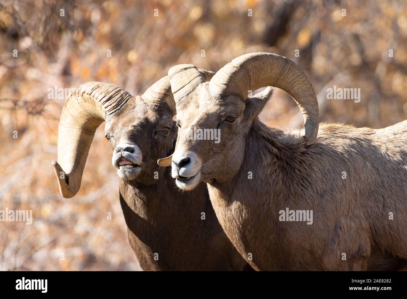 Bighorn sheep herd with big rams butting heads with a herd of ewes ...