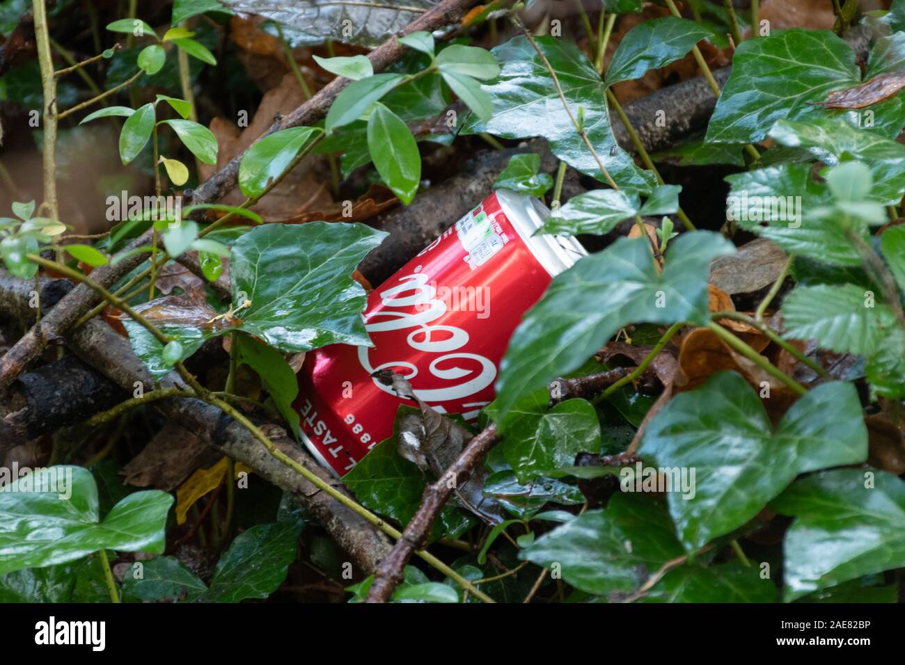 Coca cola can thrown away in the countryside. Litter, littering Stock Photo