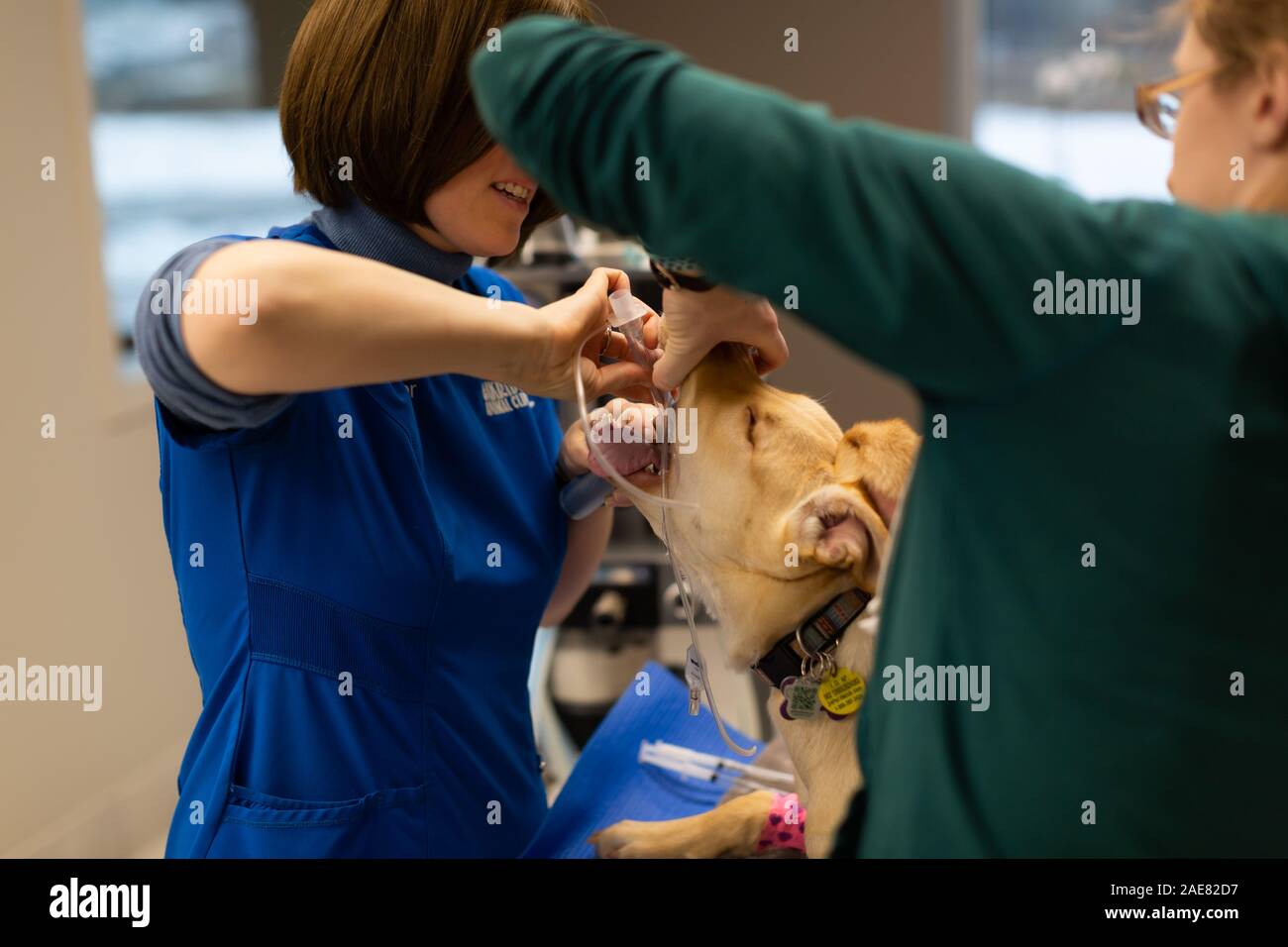 Veterinary technicians prepare canines for surgery. They also use the time when the dog is asleep to clip their toe-nails. Stock Photo