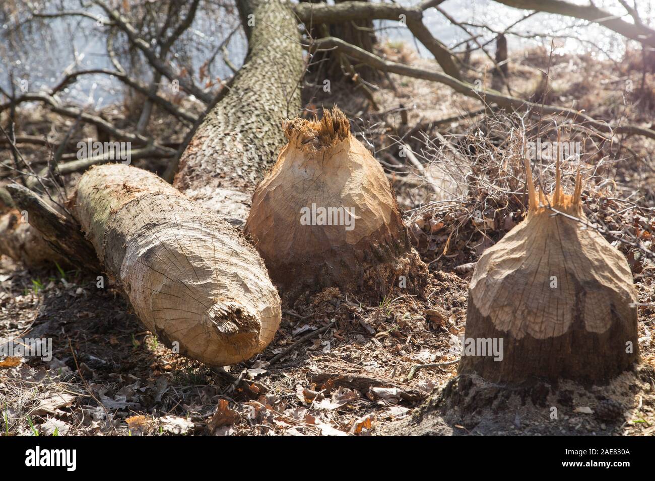 Trees cut down by beavers and their sharp teeth. Animal engineering Stock Photo Alamy