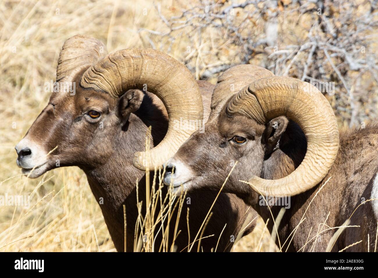 Bighorn sheep herd with big rams butting heads with a herd of ewes ...