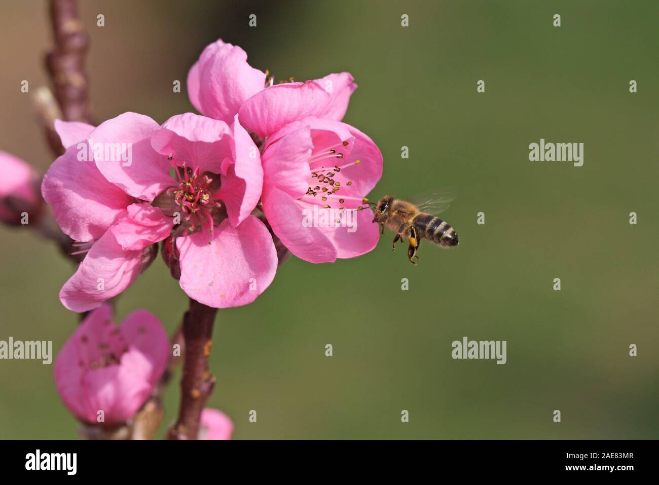 Bee is approaching pink blossom, pollinating bee in spring with copy space Stock Photo