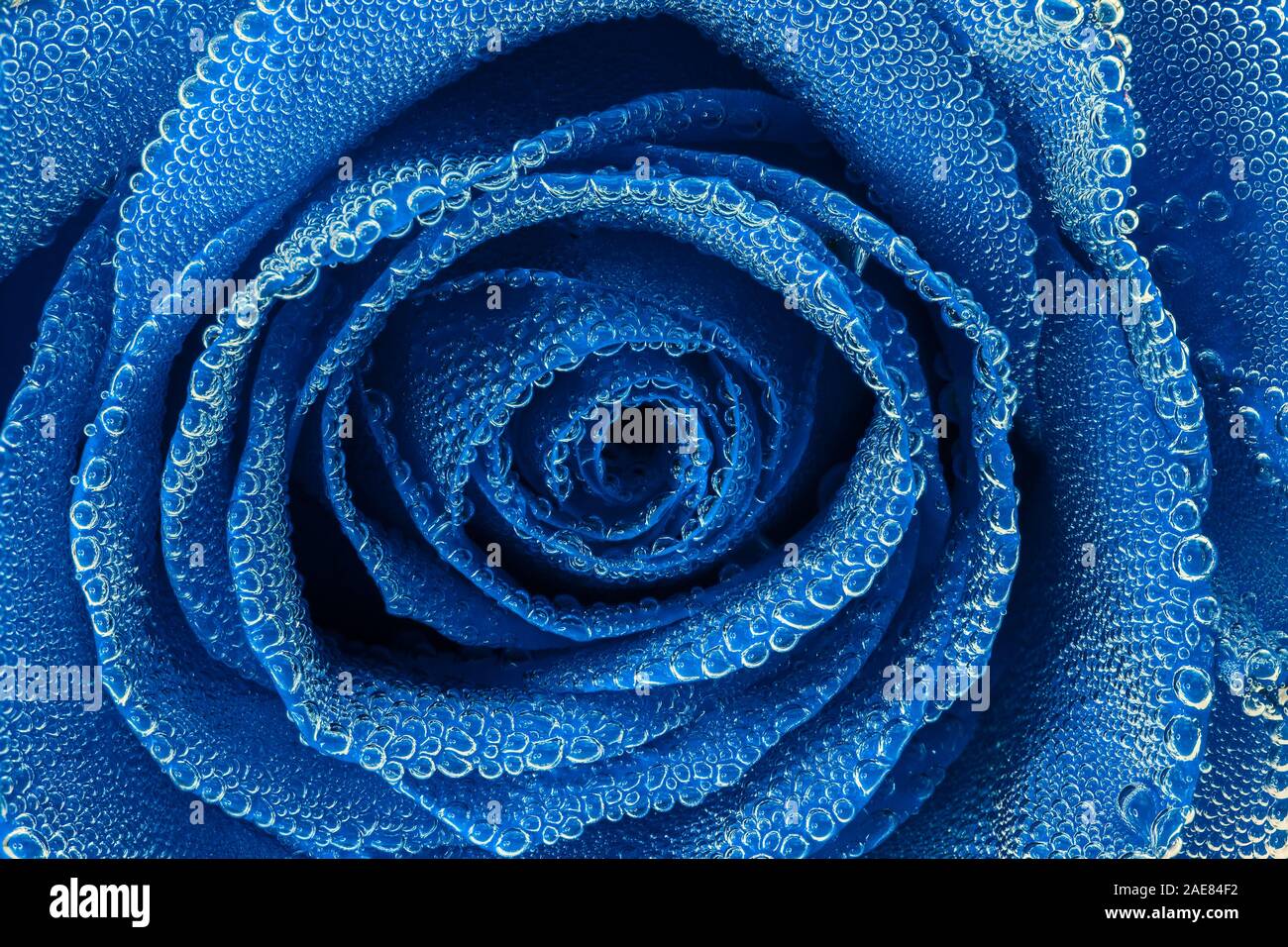 blue rose under air bubbles close-up edgeless view. Stock Photo