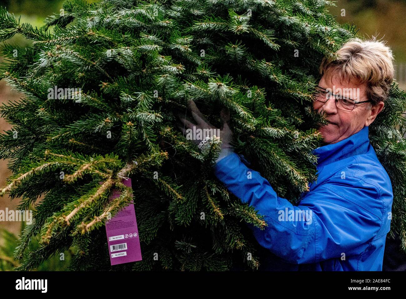 Voorschoten, Netherlands. 07th Dec, 2019. VOORSCHOTEN, Landgoed Duivenvoorde, 07-12-2019, The fresher your Christmas tree, the longer your Christmas tree stays beautiful. And what could be fresher than sawing, cutting or digging out your own Christmas tree? Nowadays you can get into more and more places in the Christmas spirit by selecting your own Christmas tree and by sawing. It is not only a fun family outing but you also give nature a helping hand. Credit: Pro Shots/Alamy Live News Stock Photo