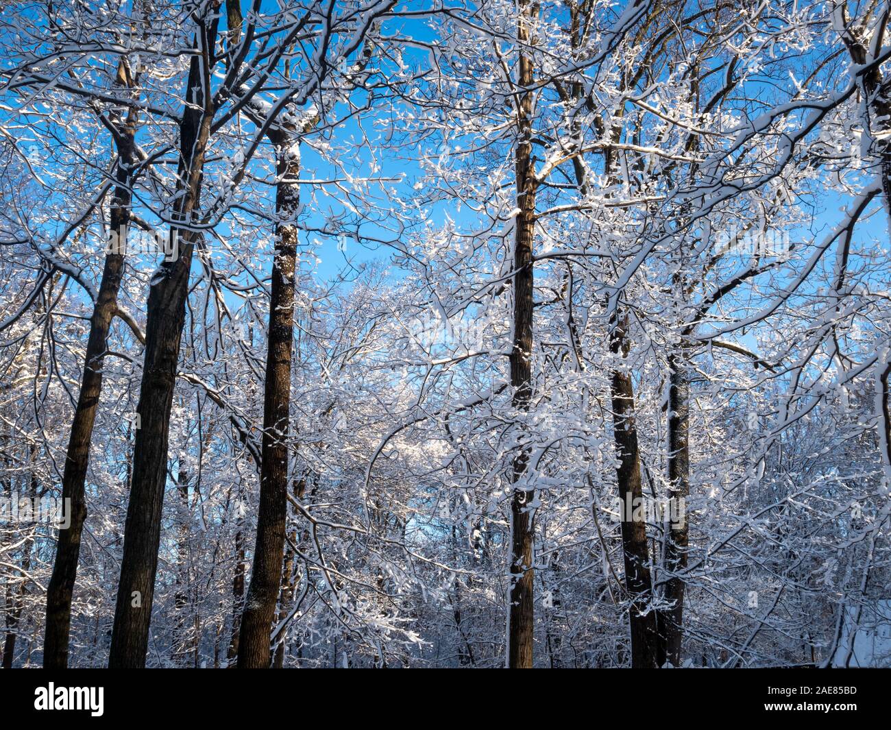 trees after the first snow storm of the season in the American North East Stock Photo
