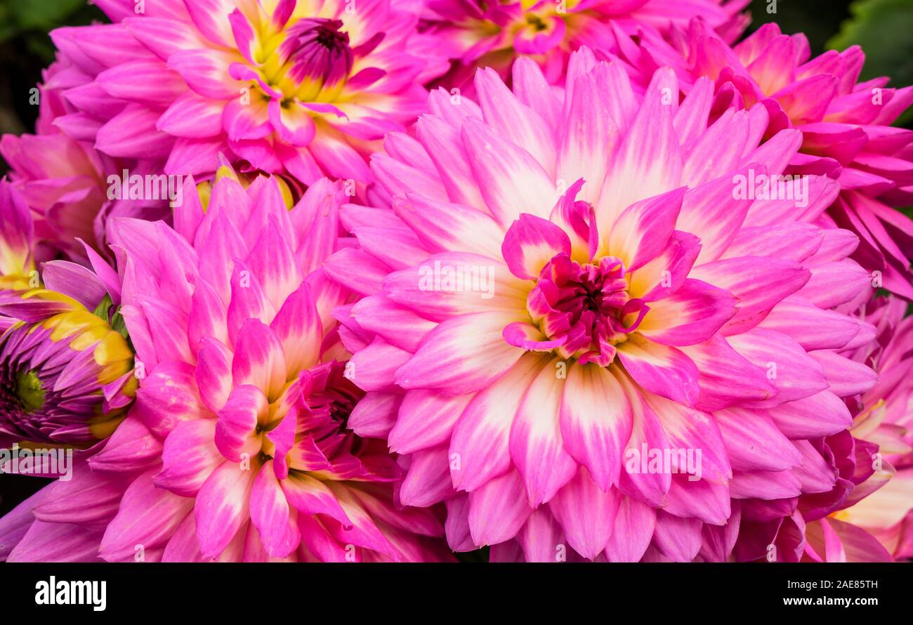 Bright pink dahlias with white accent in the centre. Stock Photo