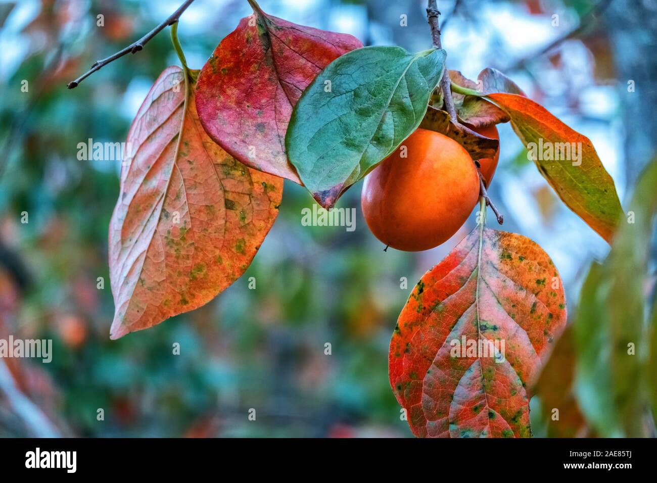 Persimmon orange fruits in the garden. Japanese persimmon, Diospyros kaki Lycopersicum