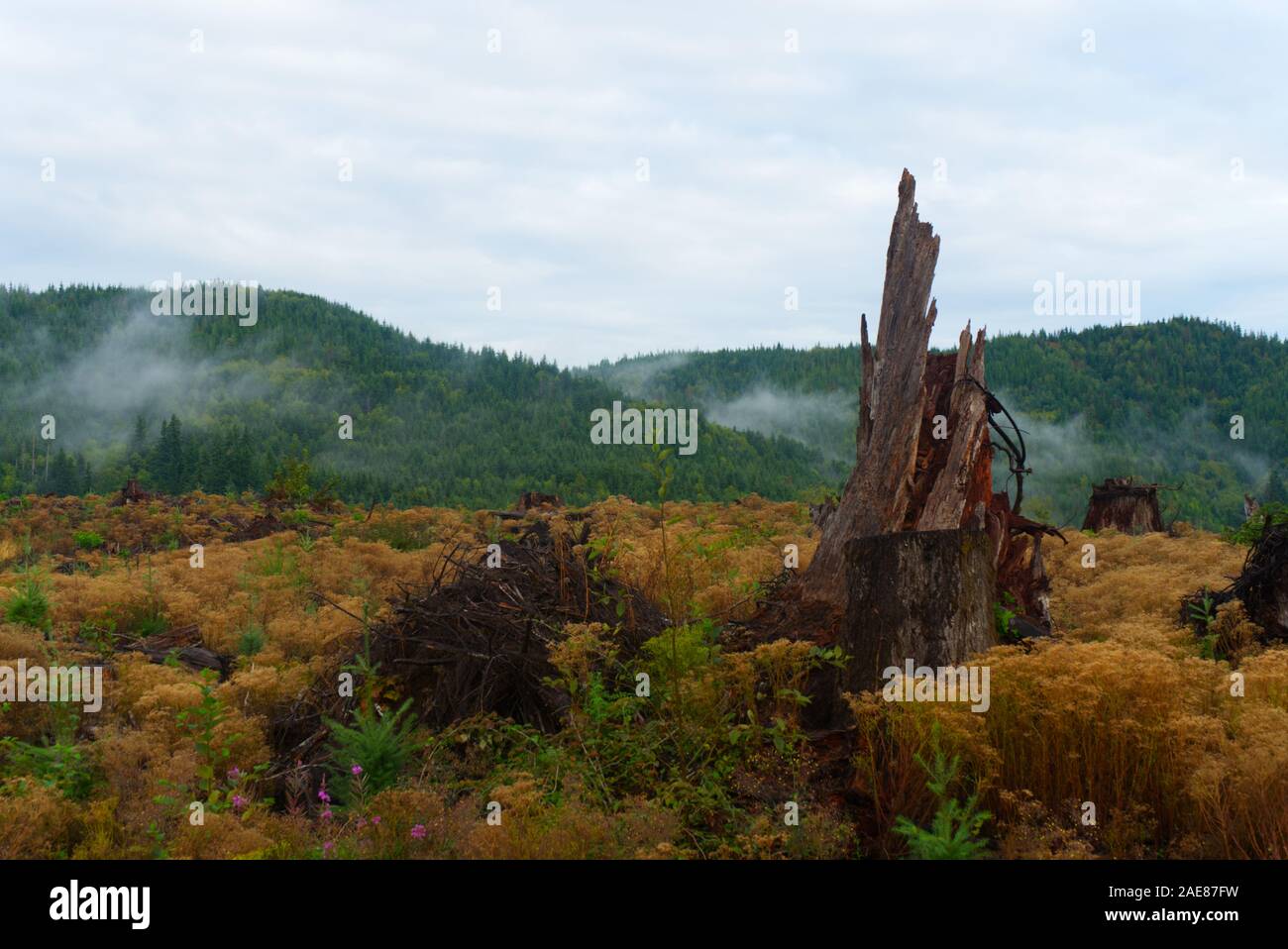 Pacific West Coast Forest at Olympic National Park, Landscape with tree stump, Washington State, USA Stock Photo