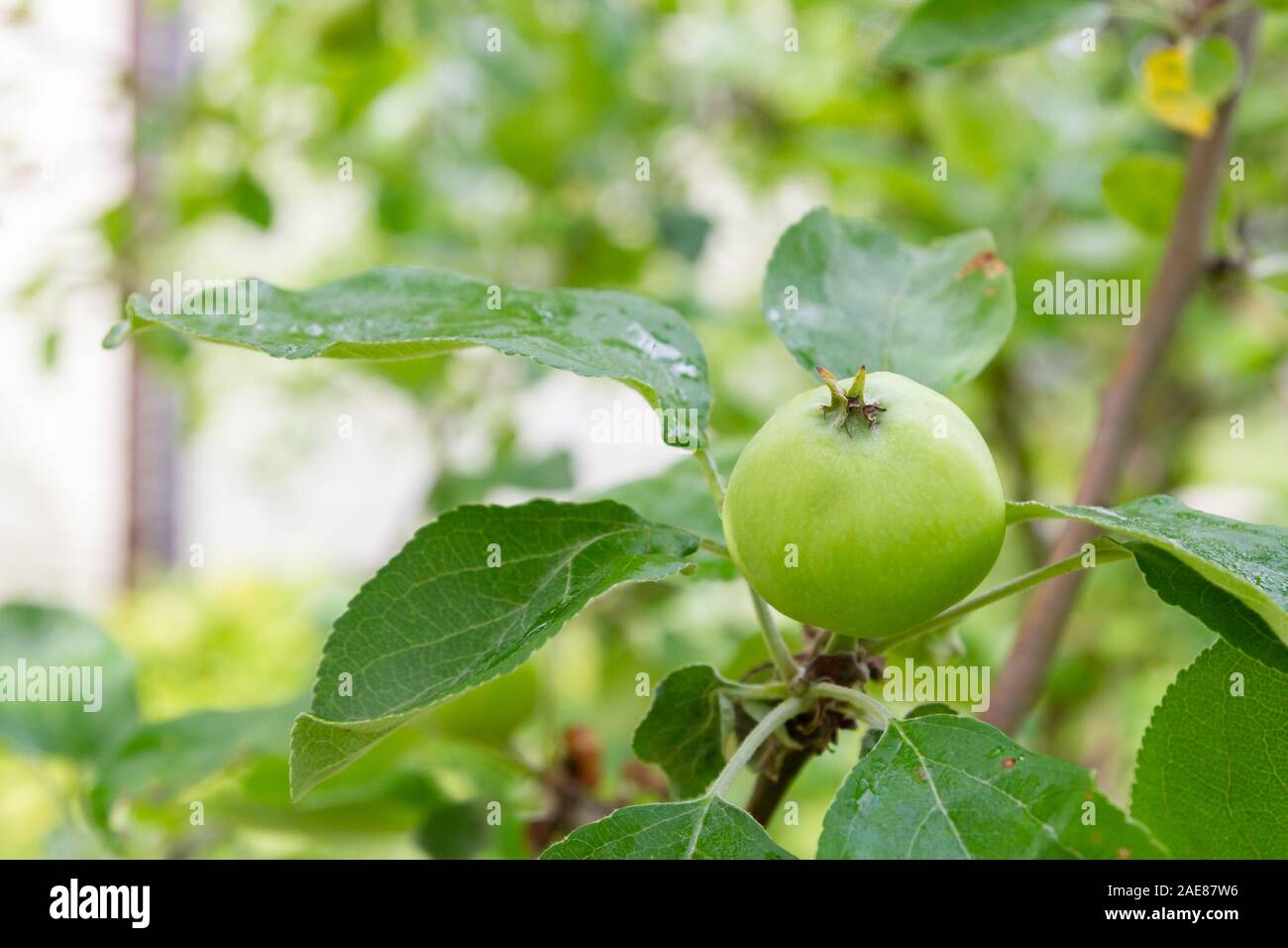The fruits of apples hang and ripen on the tree in summer Stock Photo ...