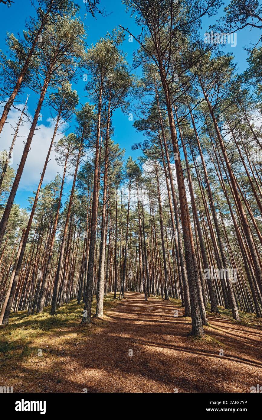 The Tall Pine Tree Forest in a Straight Line, Estonia Stock Photo