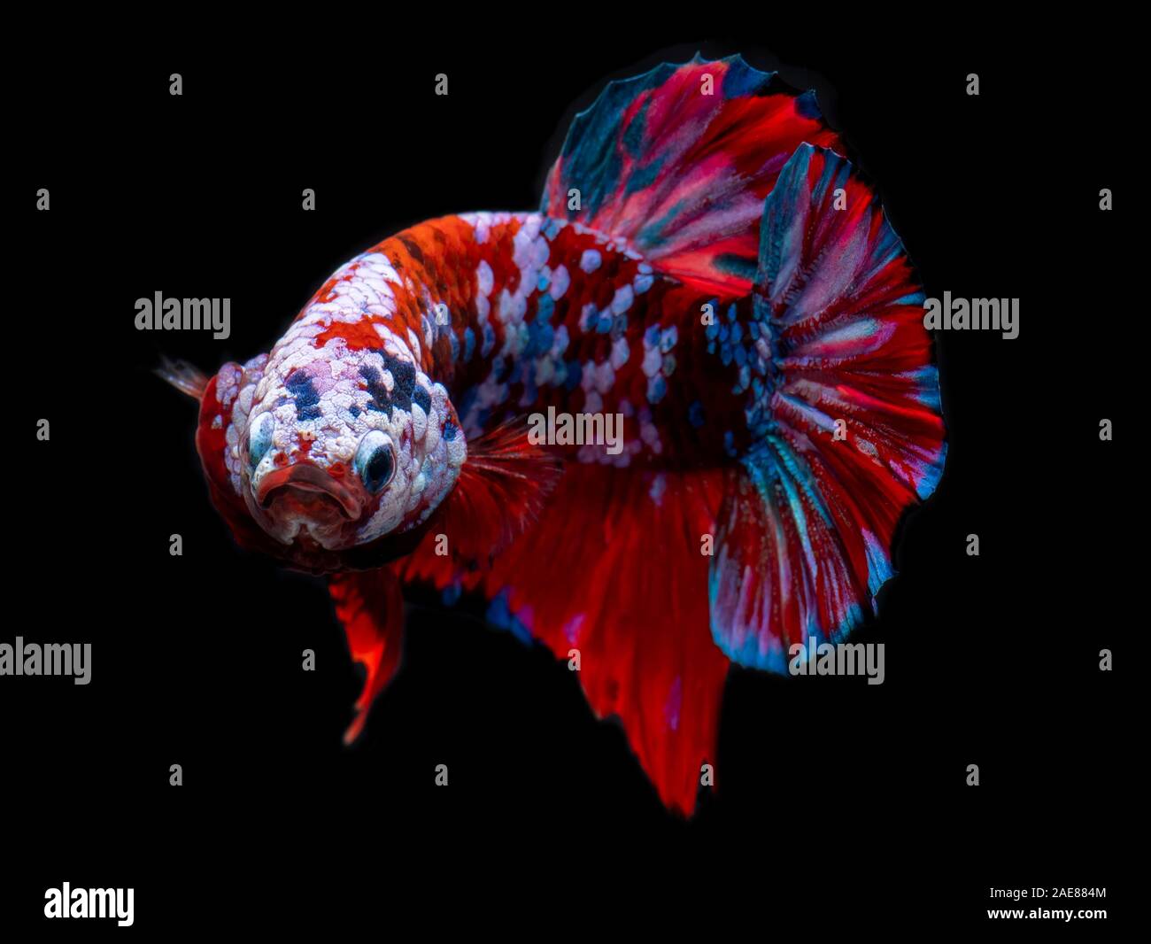 Koi colored betta fish hot sale