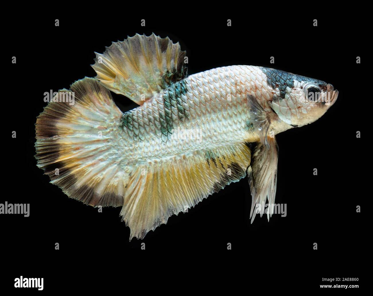 Fancy koi galaxy betta or siamese fighting fish with black background. Stock Photo