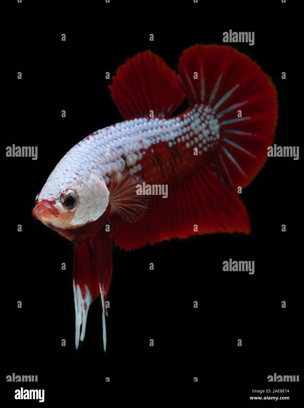 Fancy koi galaxy betta or siamese fighting fish with black background. Stock Photo