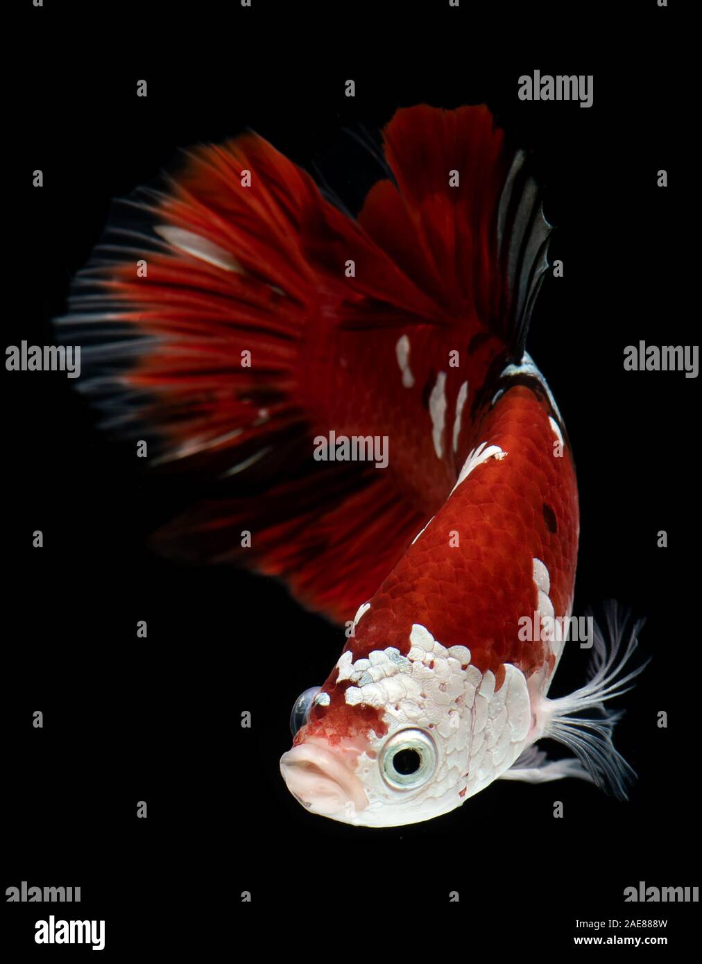 Fancy koi galaxy betta or siamese fighting fish with black background. Stock Photo