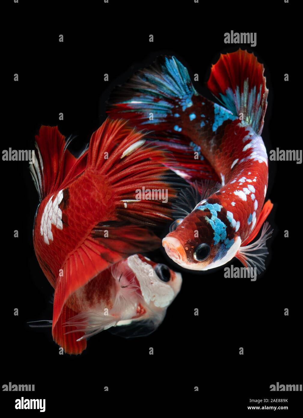 Fancy koi galaxy betta or siamese fighting fish with black background. Stock Photo