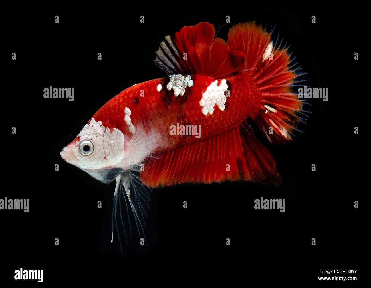 Fancy koi galaxy betta or siamese fighting fish with black background. Stock Photo