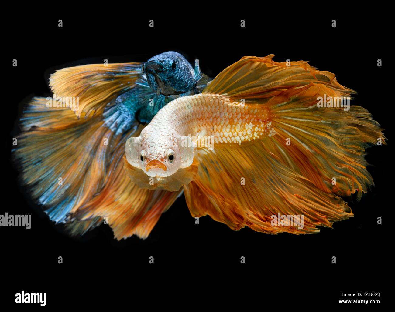 Silver gold and blue long half moon Betta fishes or Siamese fighting fish with black background. Stock Photo