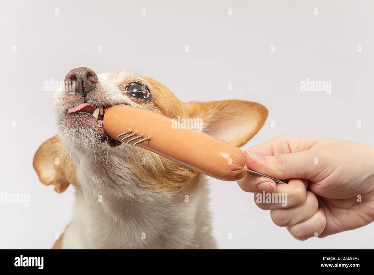 Sausage Dog Puppy High Resolution Stock Photography and Images Alamy