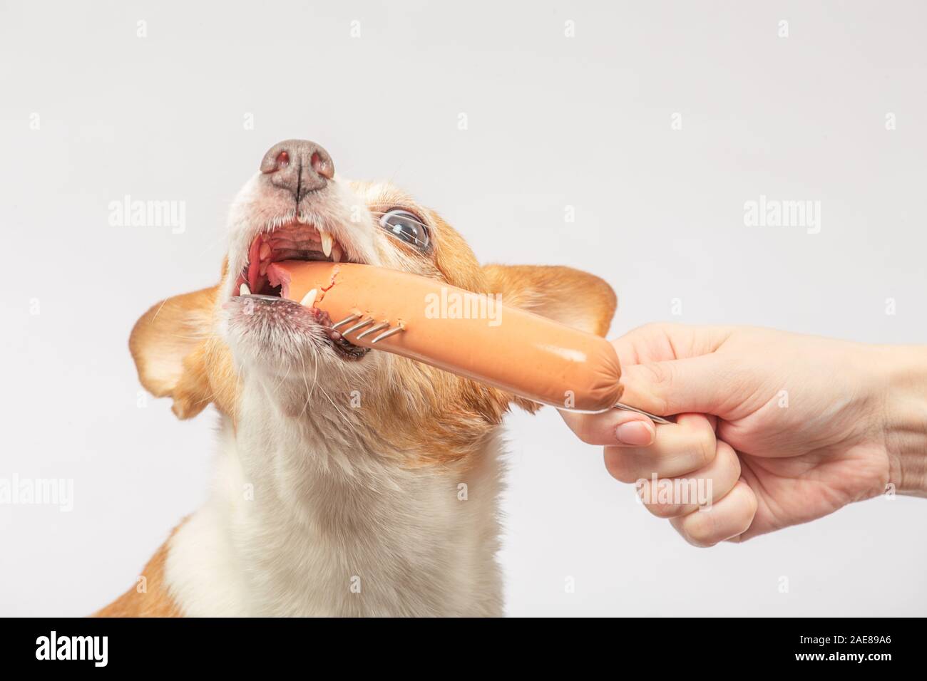 Puppy sausage dog sitting hires stock photography and images Alamy
