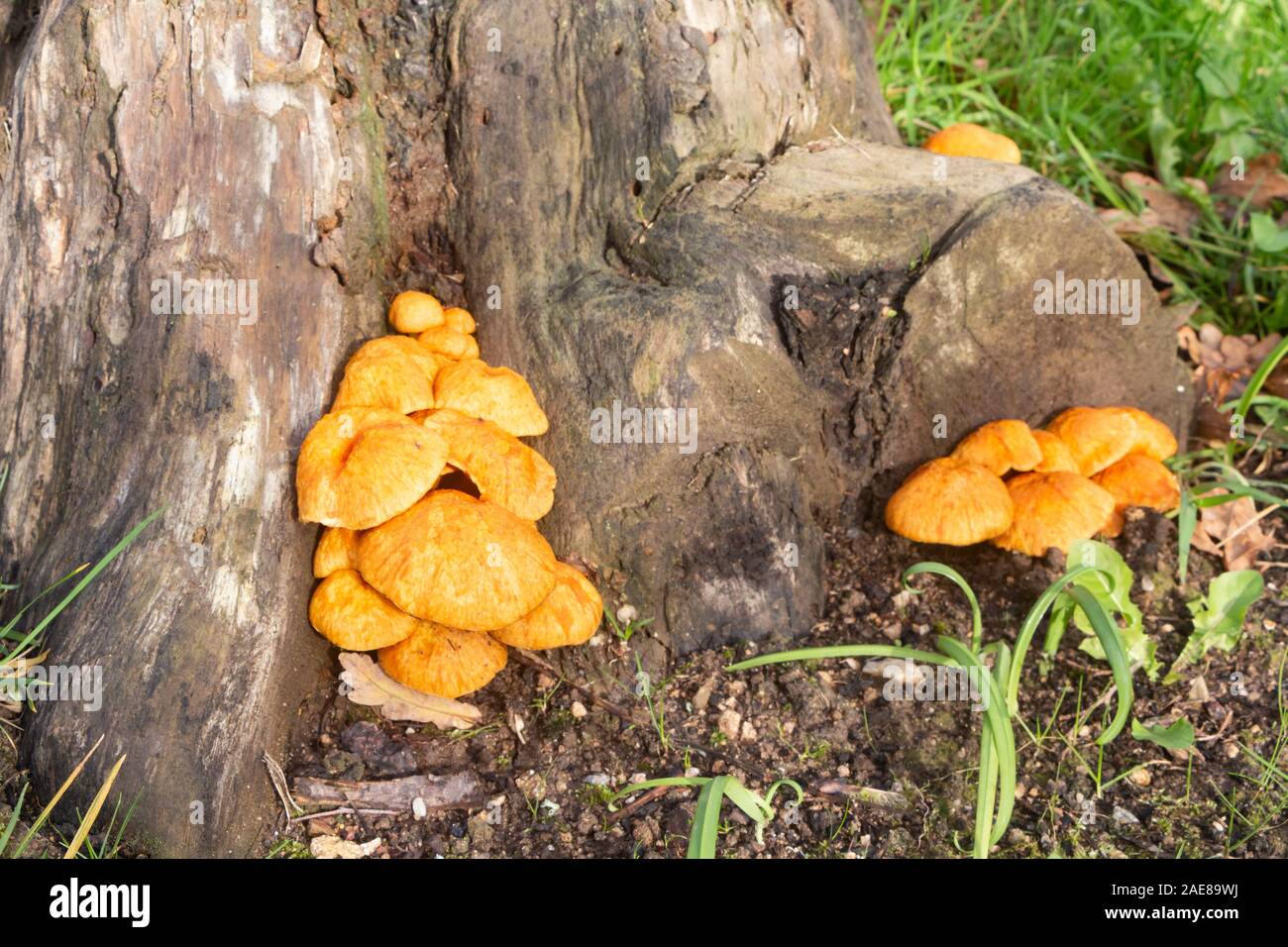 Orange Jacko'lantern mushrooms on a stump during autumn Stock Photo
