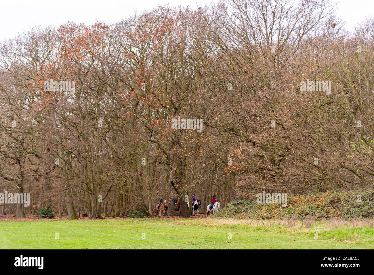 Belfairs Riding School, pony trecking through Belfairs Park woodland. Riding horse through trees. Riding pony through trees of wooded area, Essex, UK Stock Photo