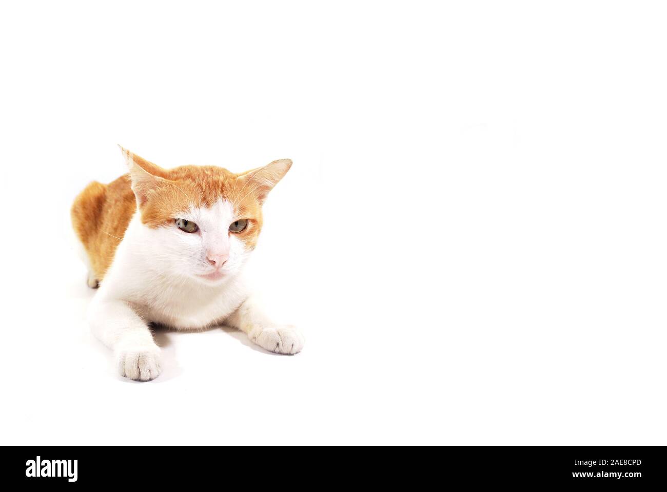 The orange-haired Thai cat mixed white on a white background. Stock Photo
