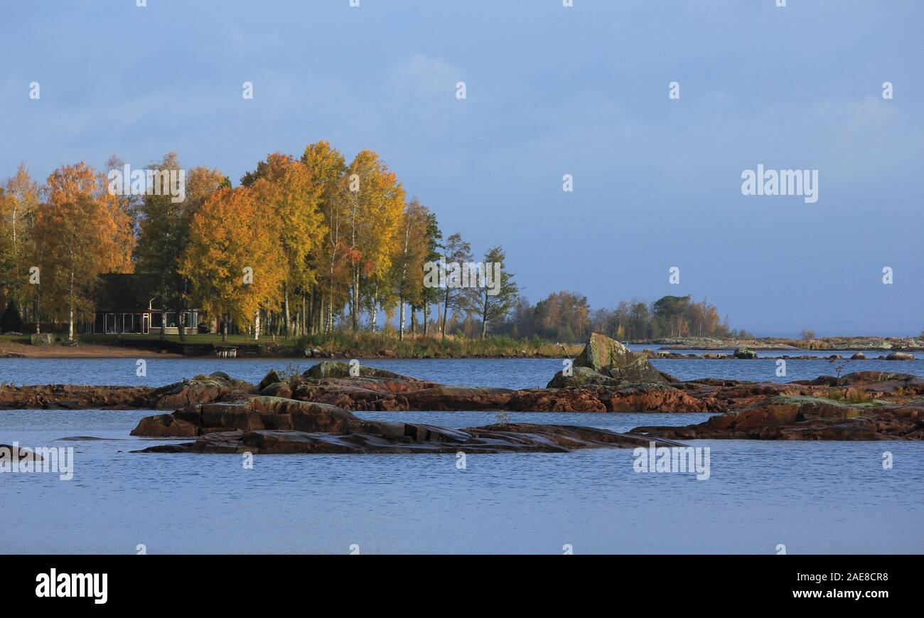 Golden trees at the shore of Lake Vanern. Stock Photo