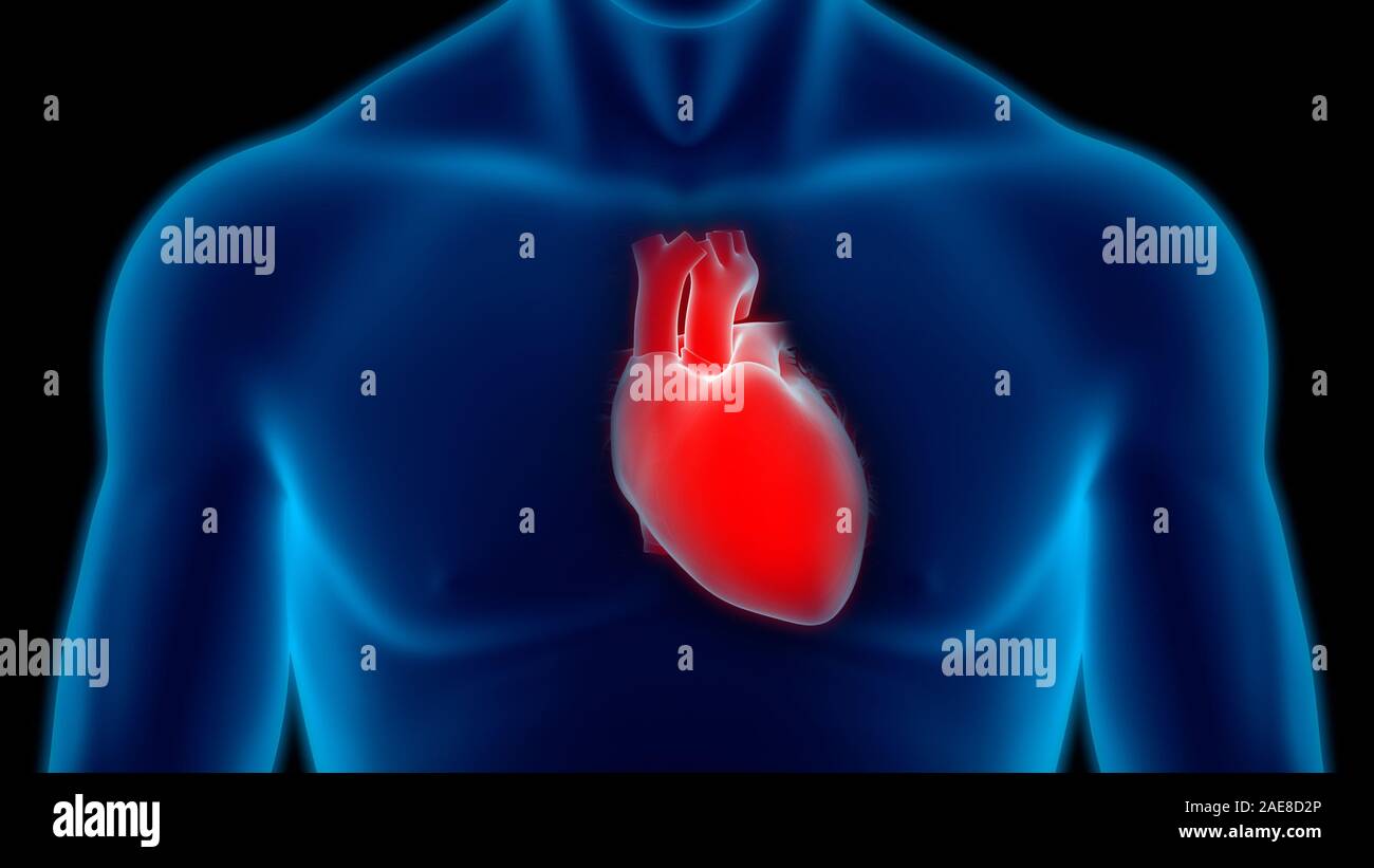 Human Circulatory System Heart Anatomy Stock Photo - Alamy