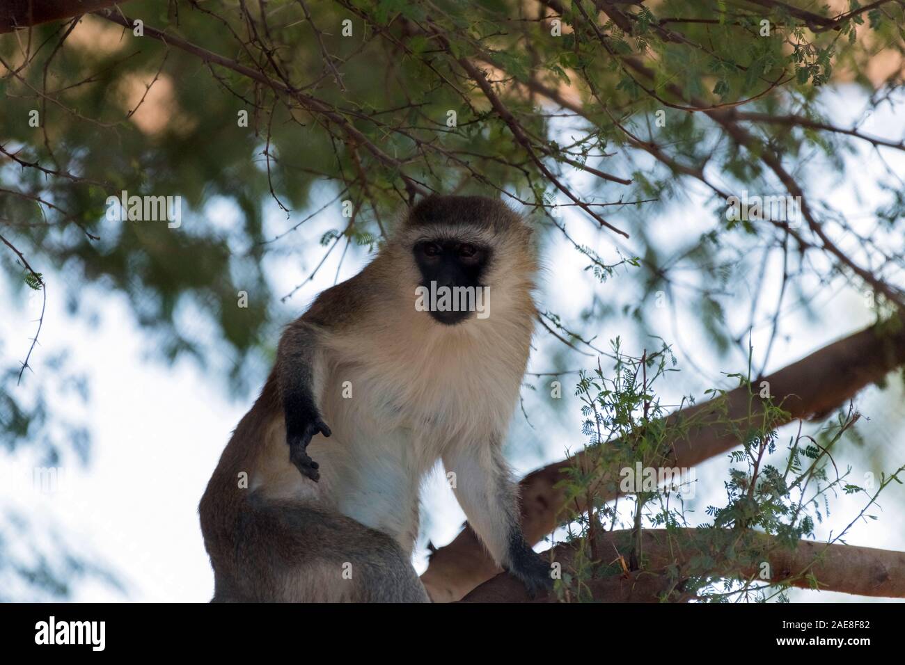 Cute Wild Animal Vervet Monkey in Al Ain Zoo Safari Stock Photo