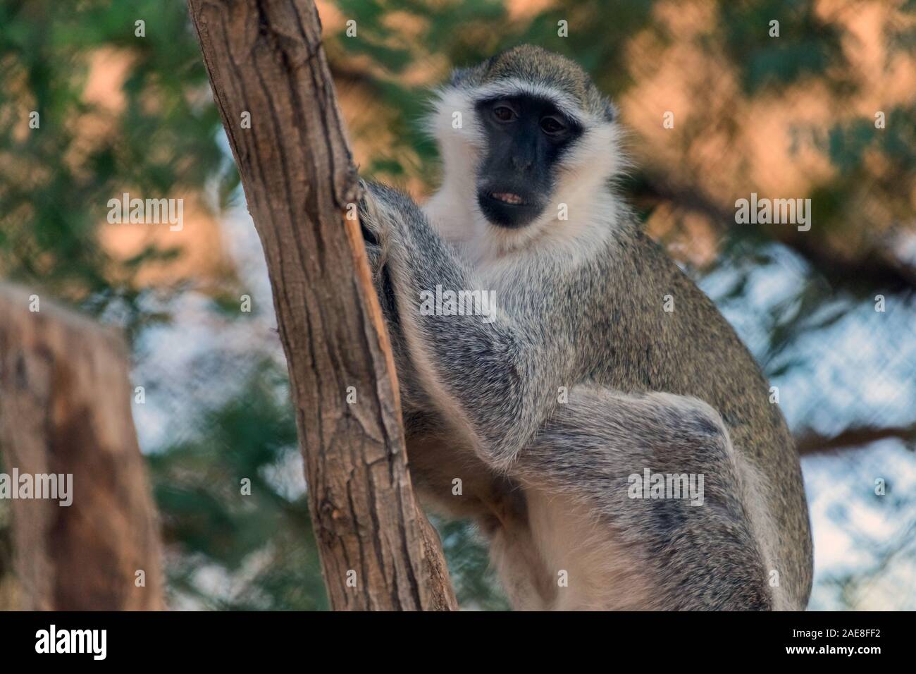 Cute Wild Animal Vervet Monkey in Al Ain Zoo Safari Stock Photo