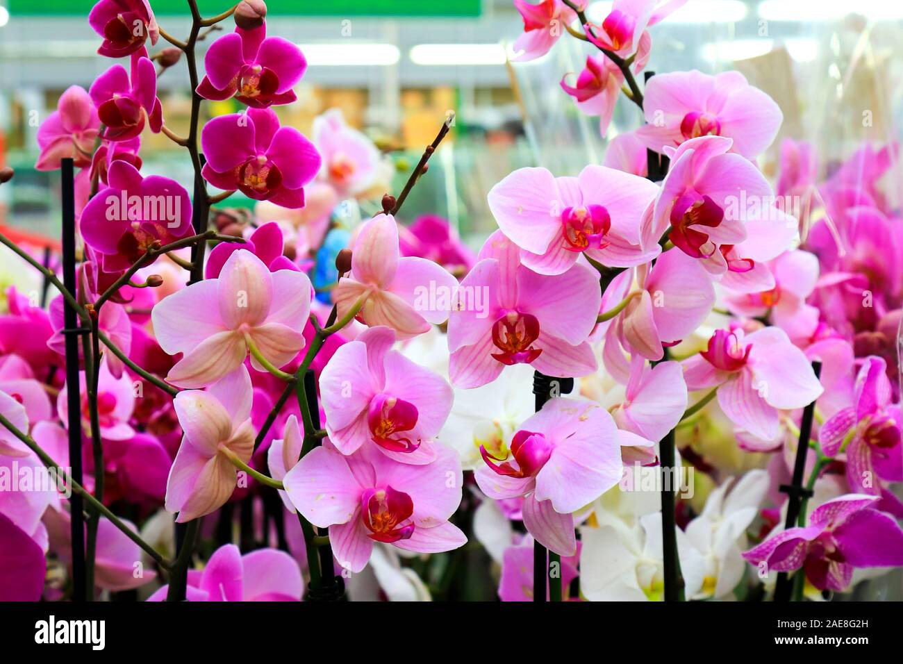 Phalaenopsis Orchid pink flowers  in the store. Many flowering plants, nature floral background. Beautiful flowers at greenhouse. Flower shop, market. Stock Photo