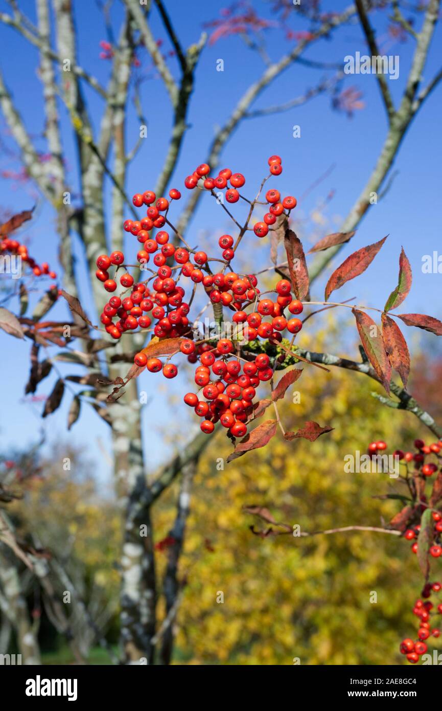Sorbus commixta. Red berries on a Japanese Rowan tree. Stock Photo