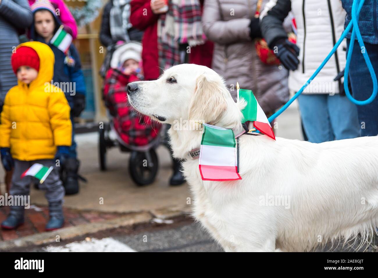 Concord pet hi res stock photography and images Alamy
