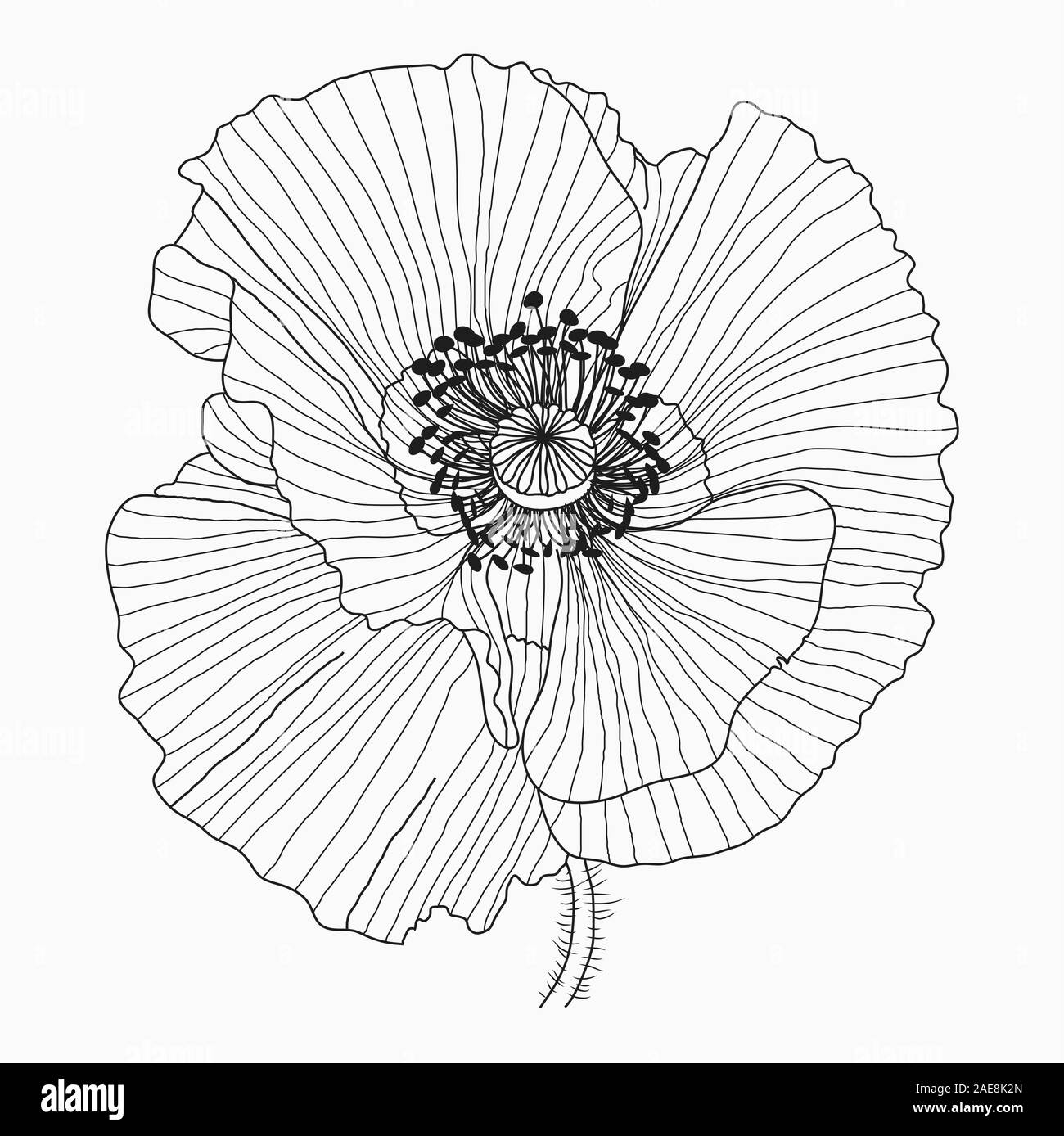 Hand drawn California poppy flowers and sketch with line art on a white ...