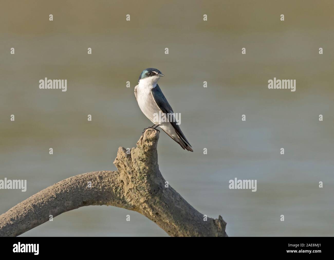 Mangrove Swallow Stock Photo