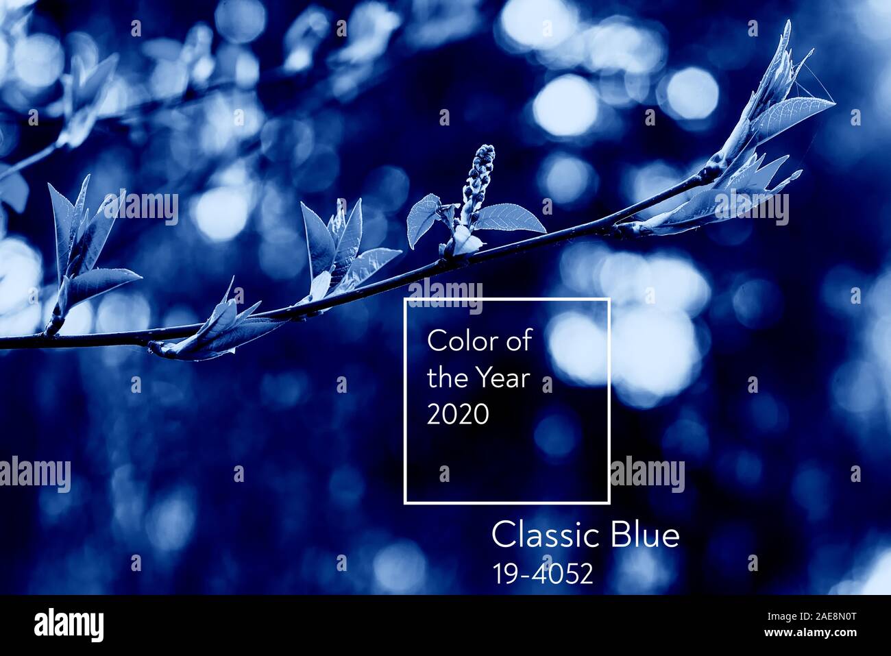 Classic Blue. Color of the Year 2020. dry branch of wild rose on ...