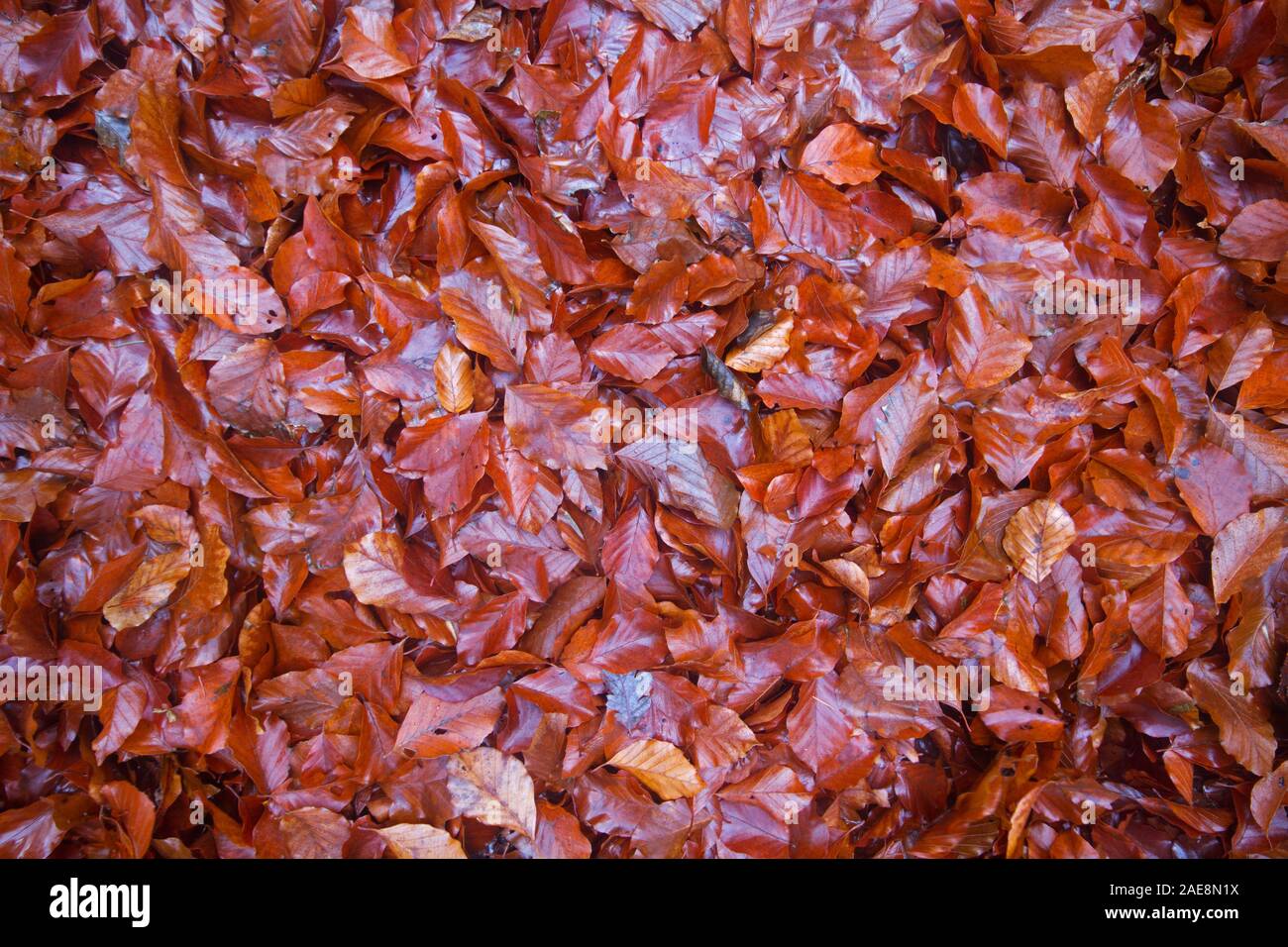 Ground covered with brown and moist leaf litter of a Beech Stock Photo