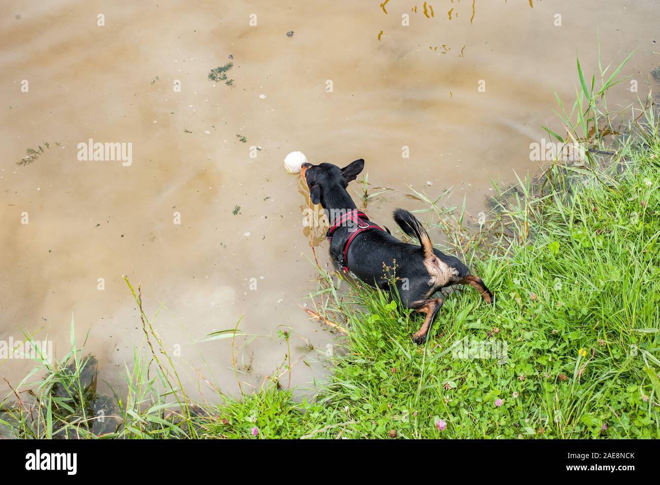 Brave little dog, a miniature Pincher, is trying to get the ball out of the pool. Stock Photo