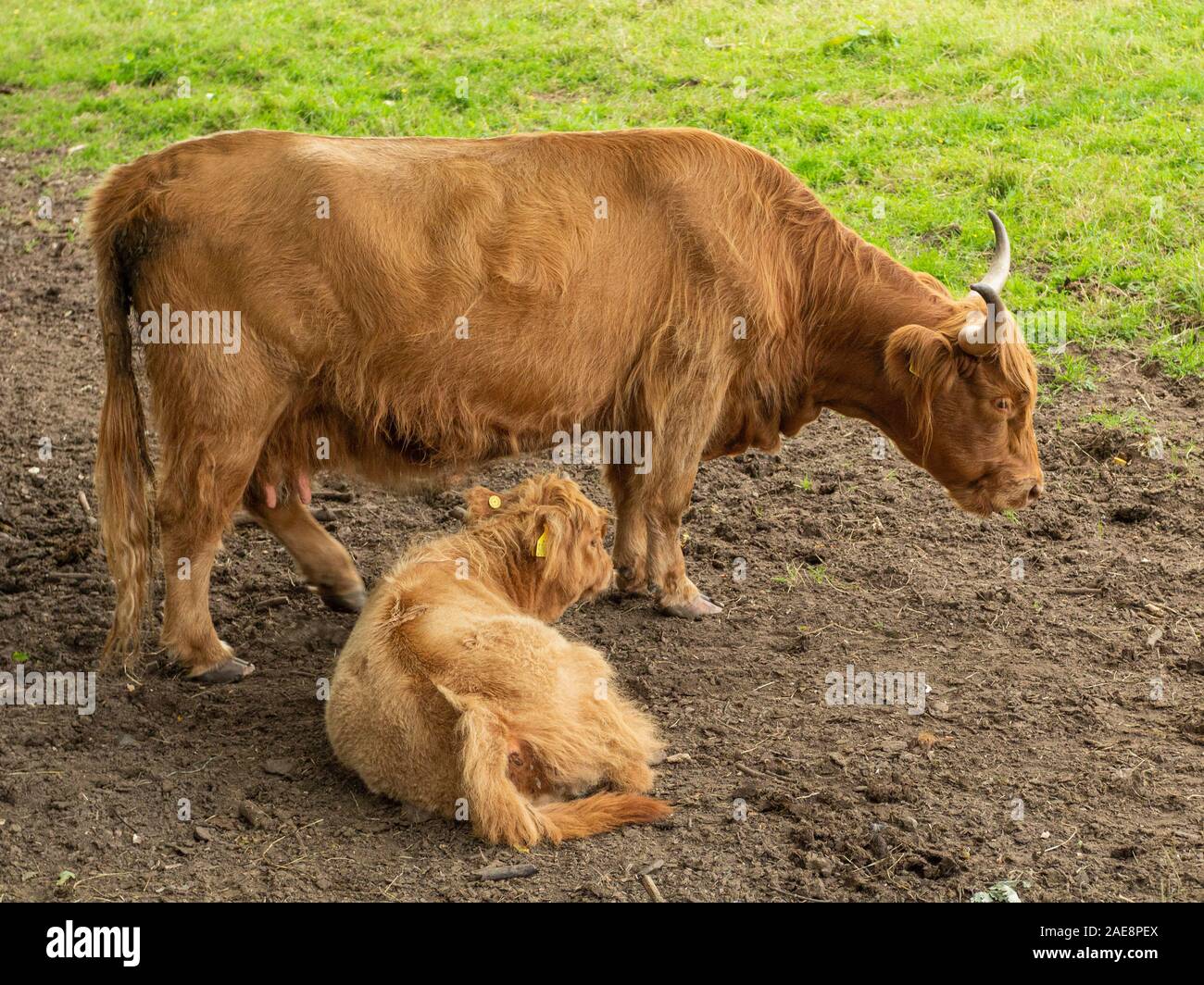Highland cow and calf in Pollok Country Park, Glasgow Stock Photo