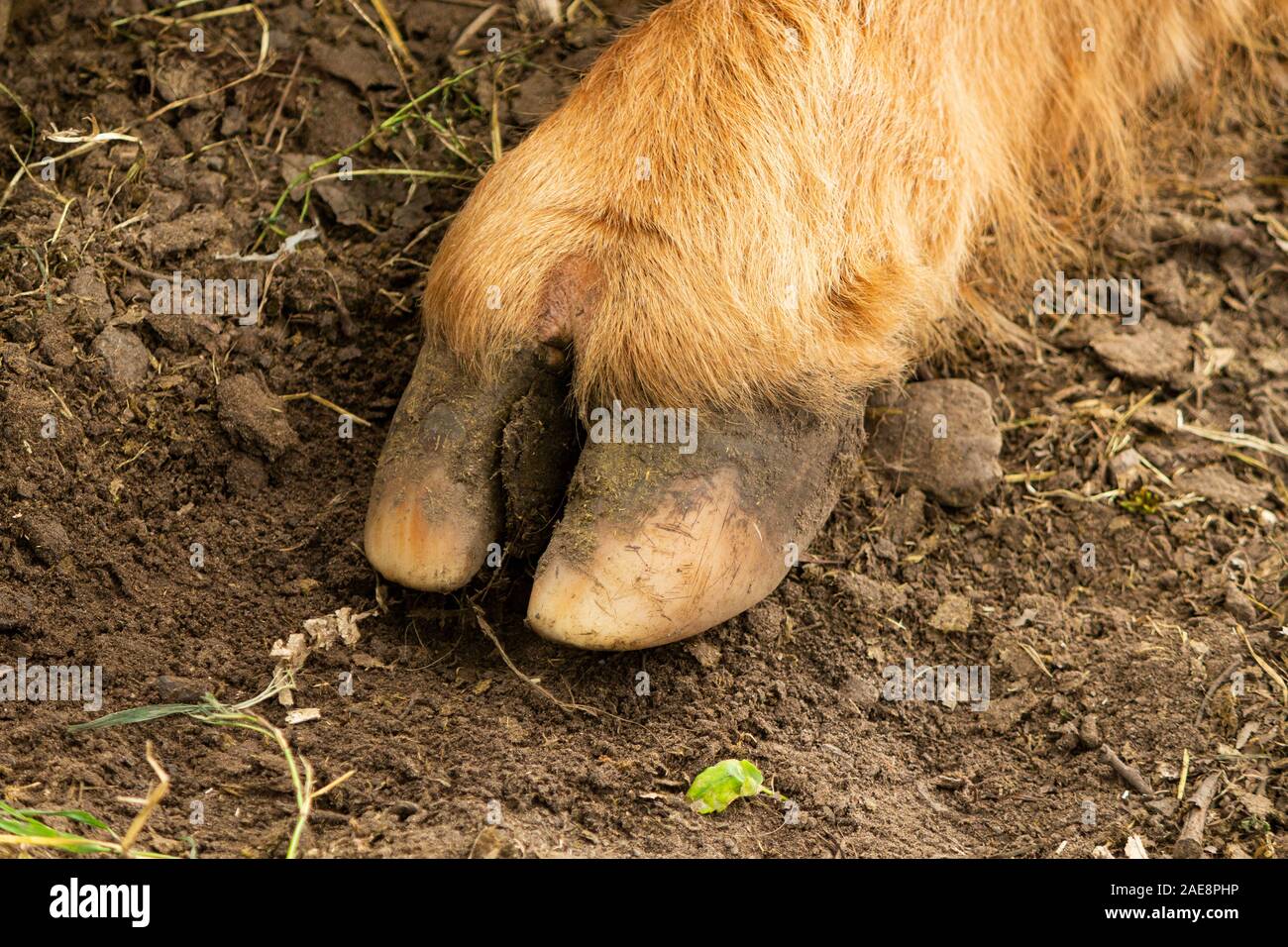 Hoof of a very large highland cow Stock Photo Alamy